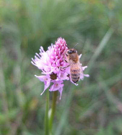Lac de haute montagne à Névache Hautes Alpes