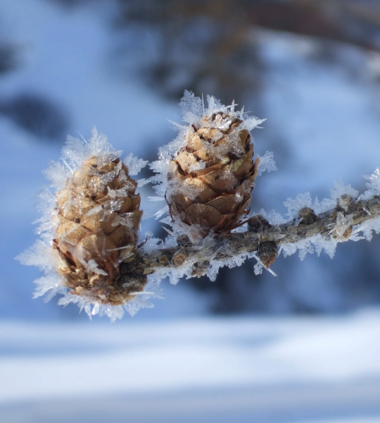 pommes de pin givrées en haute Clarée