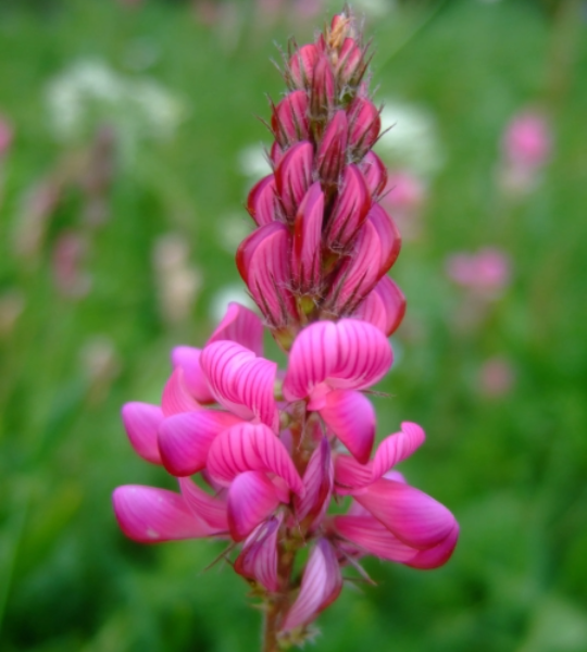 joubarbe colorée en montagne sauvage Clarée
